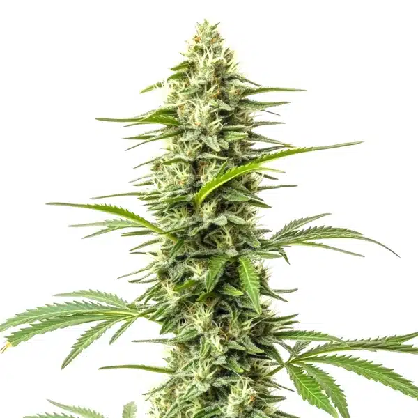 Northern Lights x Do-Si-Dos plant with light green frosty buds and vibrant orange pistils.
