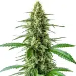 OG Kush x Amnesia plant with elongated buds, citrus-toned trichomes, and narrow green leaves
