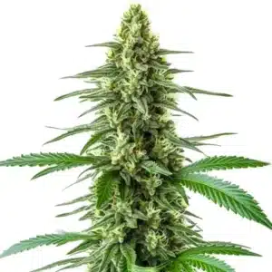 OG Kush x Amnesia plant with elongated buds, citrus-toned trichomes, and narrow green leaves