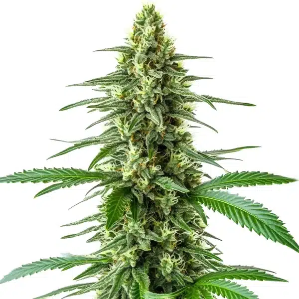 OG Kush x Amnesia plant with elongated buds, citrus-toned trichomes, and narrow green leaves