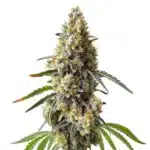 OG Kush x Diesel plant with dense orange-hued buds and silvery resin-rich leaves