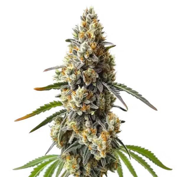 OG Kush x Diesel plant with dense orange-hued buds and silvery resin-rich leaves