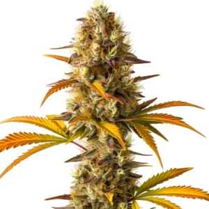 The Orange Cookies cannabis plant with orange-hued leaves and resin-coated buds.