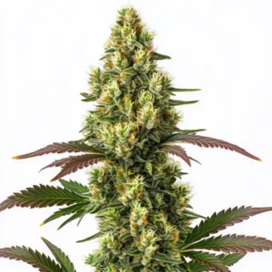 Bright green cannabis bud with yellow accents, showcasing the citrus-rich Original Lemon Pie strain.