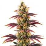 Colorful cannabis bud with purple, green, and orange tones, highlighting the Peyote Cookies strain.
