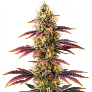 Colorful cannabis bud with purple, green, and orange tones, highlighting the Peyote Cookies strain.