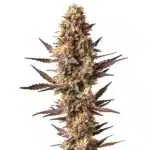 Pineapple Kush cannabis plant with tropical aroma buds and resinous structure.
