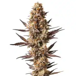 Pineapple Kush cannabis plant with tropical aroma buds and resinous structure.