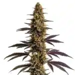 Platinum Cookies cannabis plant with frosty, dense buds and green-purple hues.