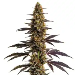Platinum Cookies cannabis plant with frosty, dense buds and green-purple hues.