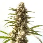 Power Plant cannabis cola with heavy trichomes and dense sativa-style buds.