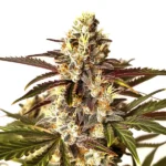 Bright Red Dragon strain with red pistils and fruity aroma.