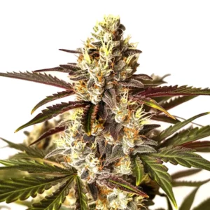 Bright Red Dragon strain with red pistils and fruity aroma.