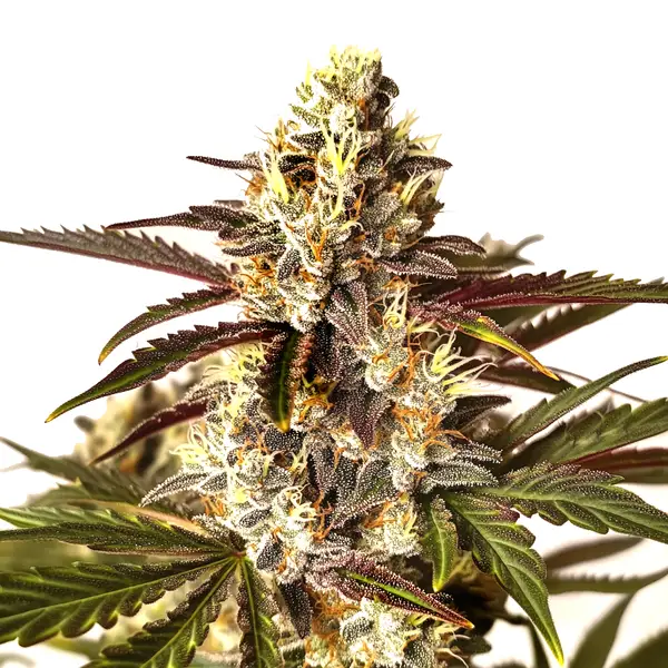 Bright Red Dragon strain with red pistils and fruity aroma.