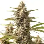 Rock Start cannabis cola with compact bright green buds coated in trichomes.