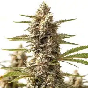 Rock Start cannabis cola with compact bright green buds coated in trichomes.