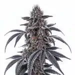 Rosetta Stone cannabis plant with dark frosted leaves and thick trichome-laden buds.