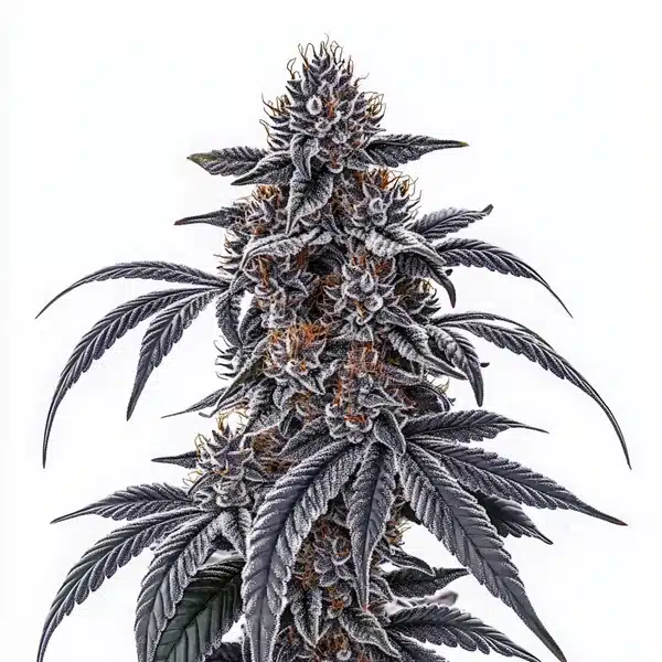 Rosetta Stone cannabis plant with dark frosted leaves and thick trichome-laden buds.