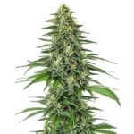 Shiskaberry cannabis plant with dense, resinous buds and berry aroma from Blimburn Seeds