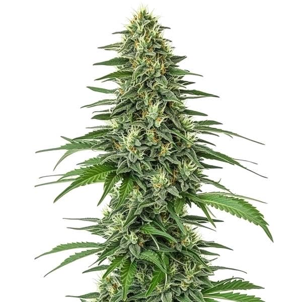 Shiskaberry cannabis plant with dense, resinous buds and berry aroma from Blimburn Seeds