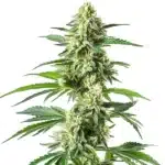 Snow White cannabis bud coated in thick white trichomes and bright pistils.