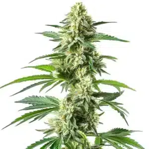 Snow White cannabis bud coated in thick white trichomes and bright pistils.