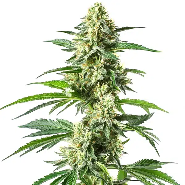 Snow White cannabis bud coated in thick white trichomes and bright pistils.