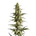 Sour Lemon cannabis cola with light green buds and vibrant yellow pistils in a tall, narrow shape.