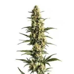 Sour Lemon cannabis cola with light green buds and vibrant yellow pistils in a tall, narrow shape.