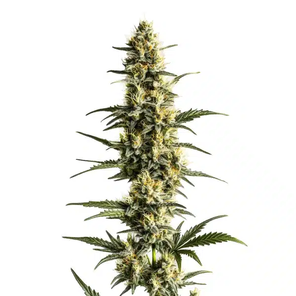 Sour Lemon cannabis cola with light green buds and vibrant yellow pistils in a tall, narrow shape.