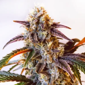 Frosty Watermelon Zkittlez strain with tropical aroma and hybrid characteristics.