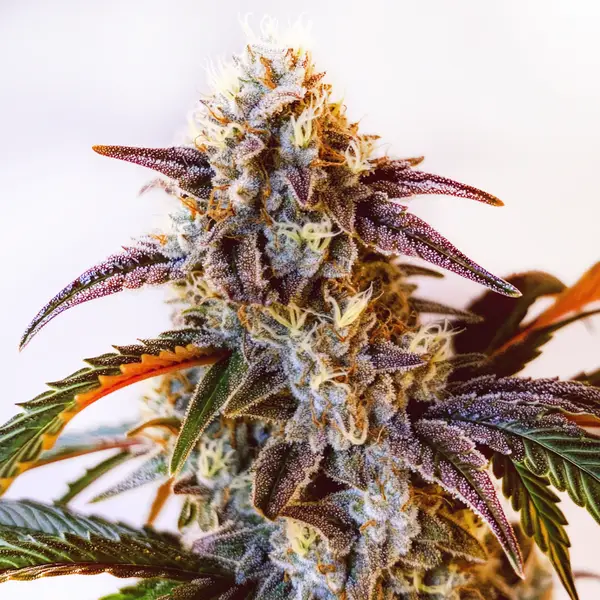 Frosty Watermelon Zkittlez strain with tropical aroma and hybrid characteristics.