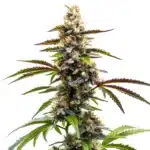 Zkittlez x Tangie Power cannabis cola with purple tones and resin-heavy buds.