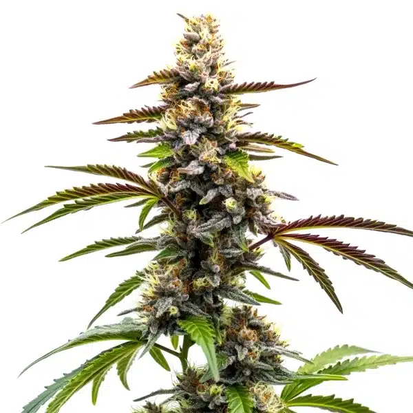 Zkittlez x Tangie Power cannabis cola with purple tones and resin-heavy buds.