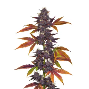 Auto CBD Purple cannabis plant with purple-hued buds and vibrant green leaves, showcasing its unique CBD-rich genetics.