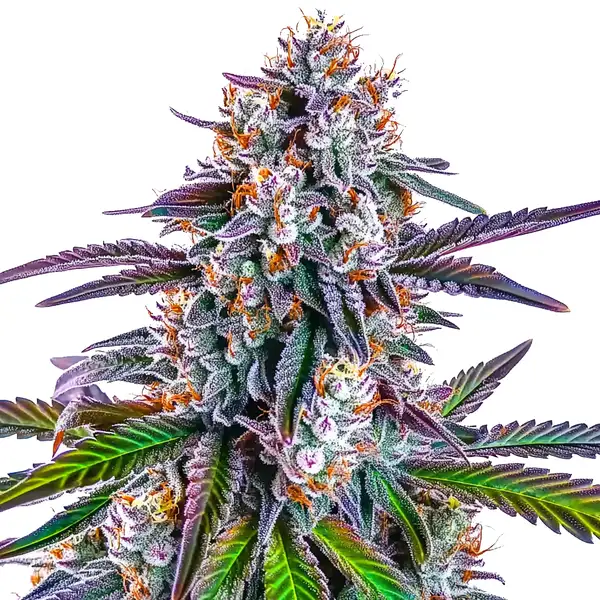 Close-up of a Gorilla Glue Purple cannabis plant with vibrant purple hues and dense, resin-coated buds.