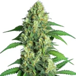 A cannabis plant of the Jamaican strain with bright green buds and large fan leaves.
