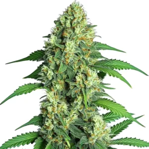 A cannabis plant of the Jamaican strain with bright green buds and large fan leaves.