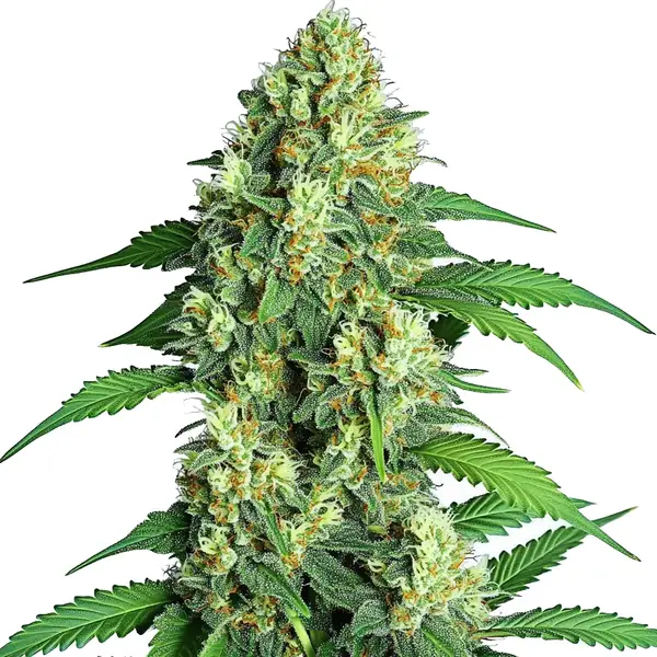 A cannabis plant of the Jamaican strain with bright green buds and large fan leaves.