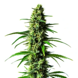 Super Skunk cannabis plant with dense, resinous buds and strong skunky aroma, featuring dark green leaves and pistils.