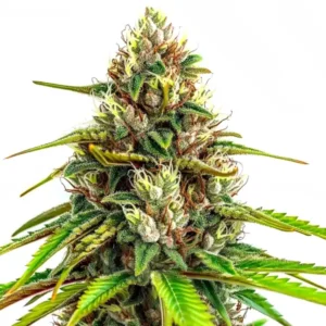 Resin-covered buds of 24K Gold Auto strain with vibrant green leaves