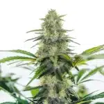 AK x White Widow Auto cannabis with light green trichome-heavy buds and thin leaves.