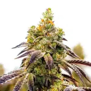 Afghan x Black Domina Auto cannabis bud with dense structure, dark green hues, and thick trichomes.