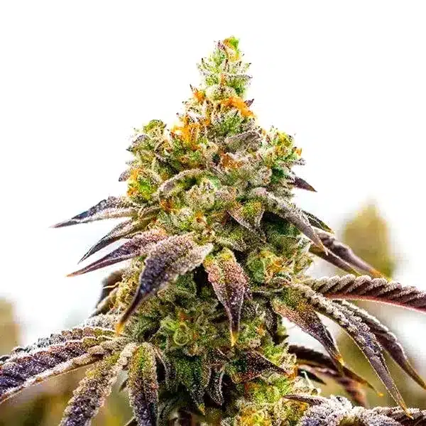 Afghan x Black Domina Auto cannabis bud with dense structure, dark green hues, and thick trichomes.