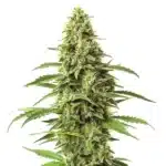 Amnesia CBD cannabis bud with pale green leaves and white trichomes for therapeutic balance