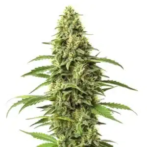 Amnesia CBD cannabis bud with pale green leaves and white trichomes for therapeutic balance