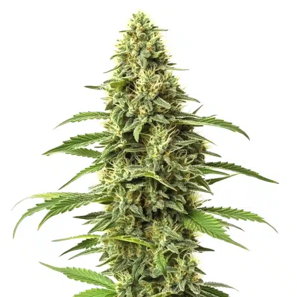 Amnesia CBD cannabis bud with pale green leaves and white trichomes for therapeutic balance