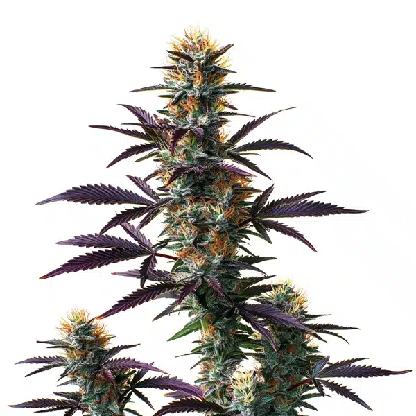 Black Domina Auto plant with dark leaves and dense buds.