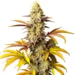 Blue Cheese Autoflower cannabis bud with dark green leaves, purple hints, and orange pistils