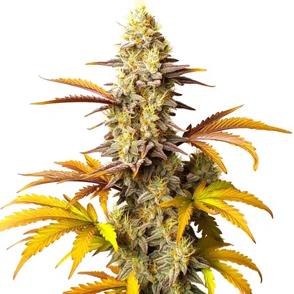 Blue Cheese Autoflower cannabis bud with dark green leaves, purple hints, and orange pistils
